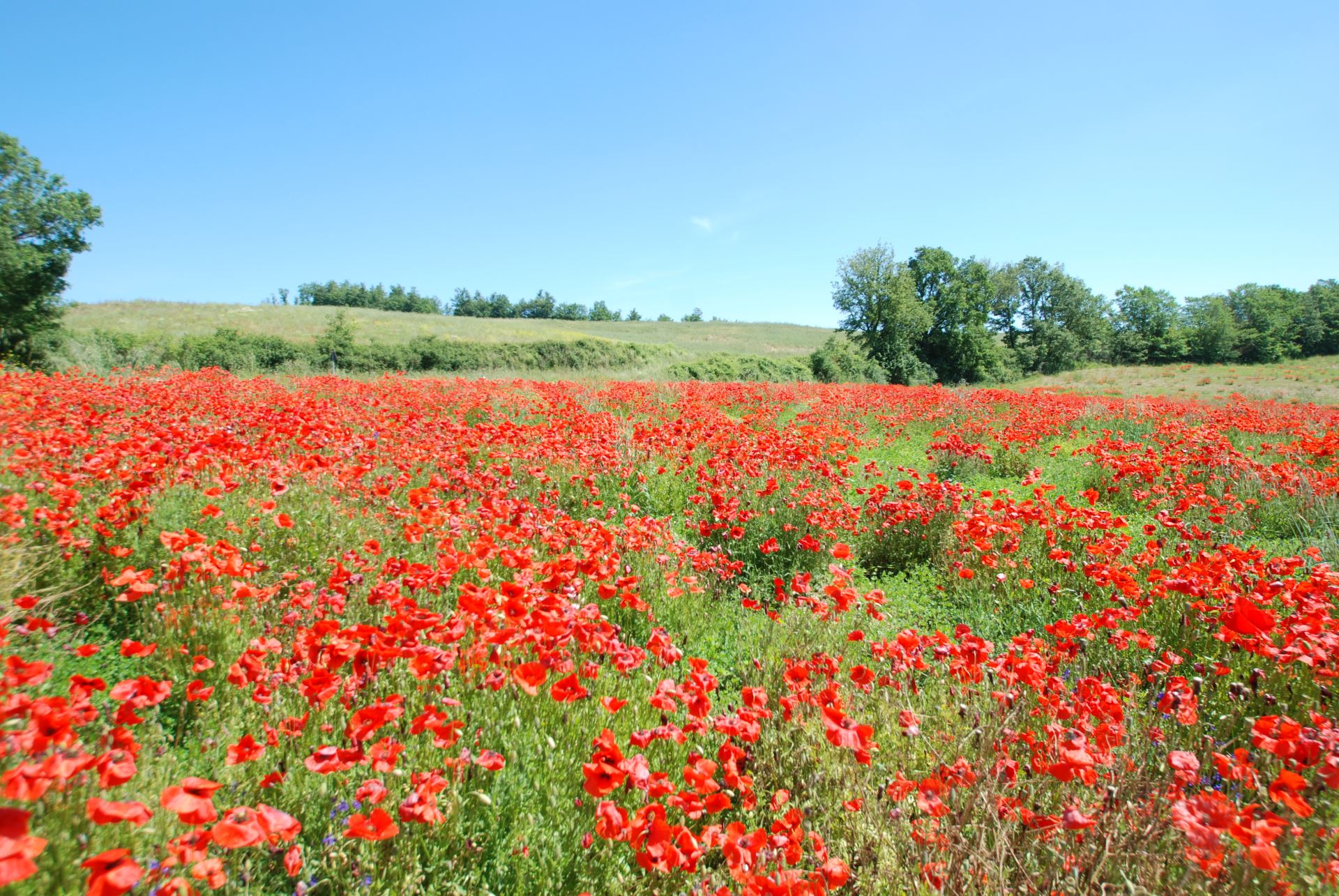 Tuscanybylubea