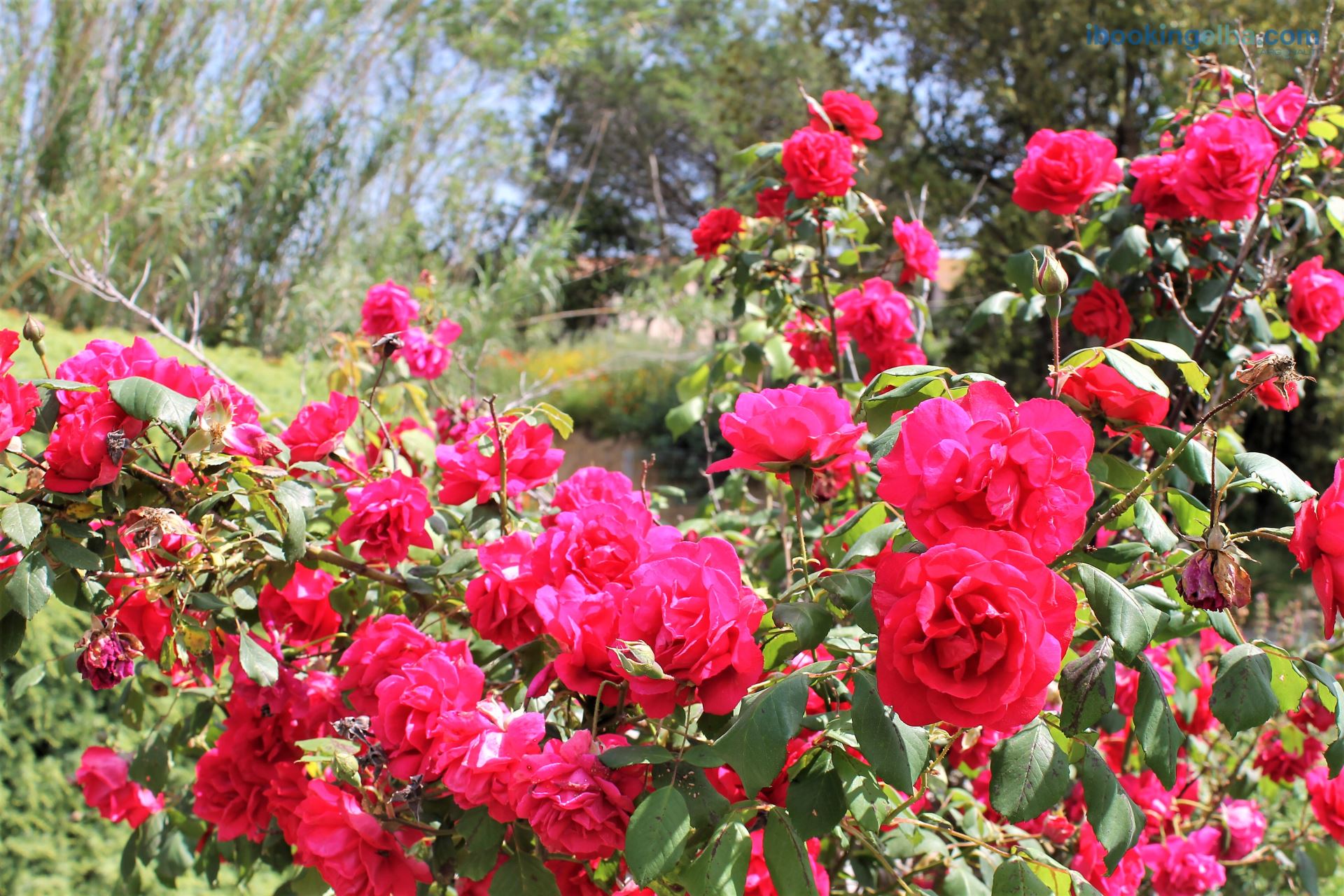 Giardino fiorito