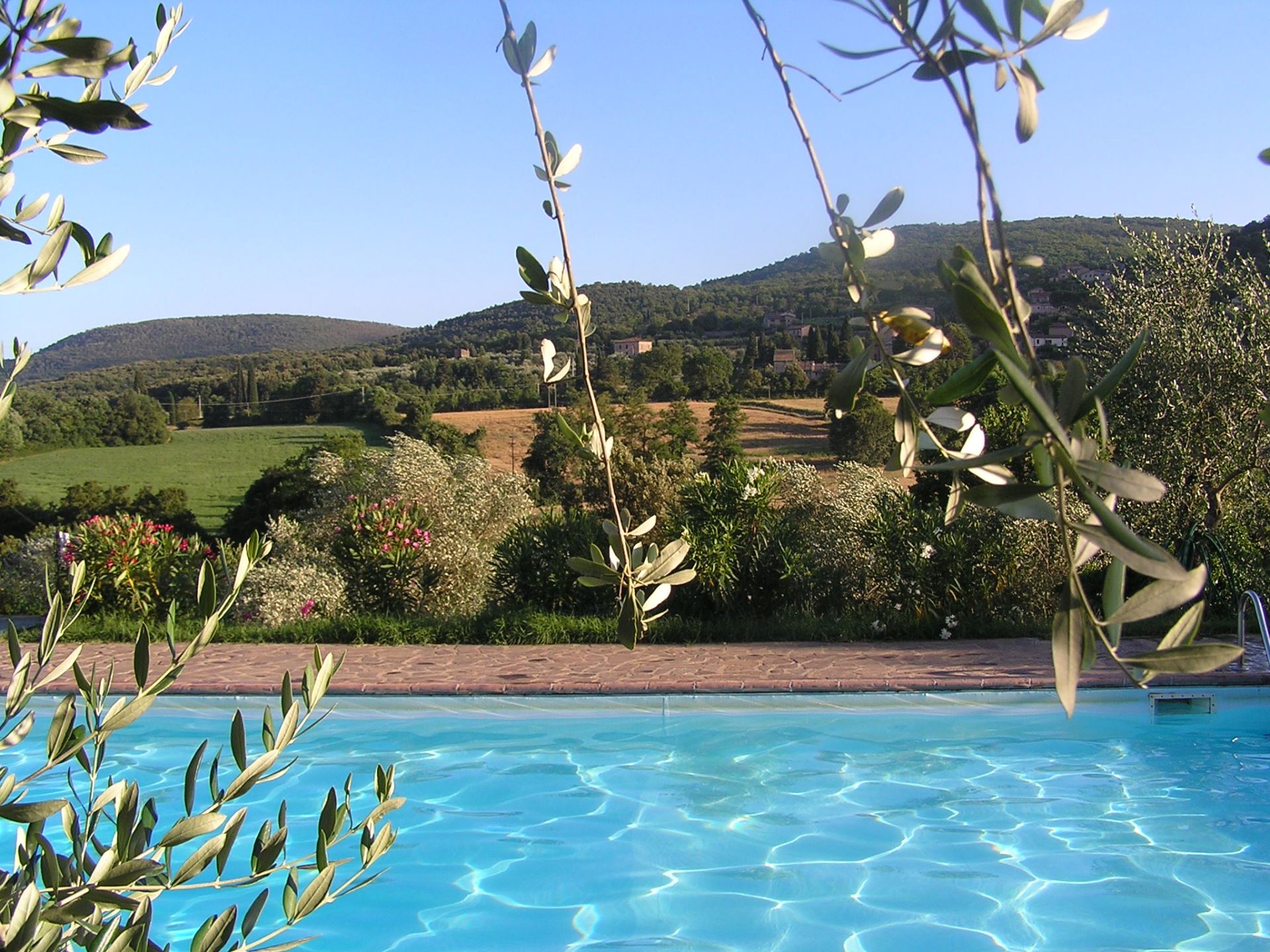 IL PERO DI CETINALE - LIGUSTRO