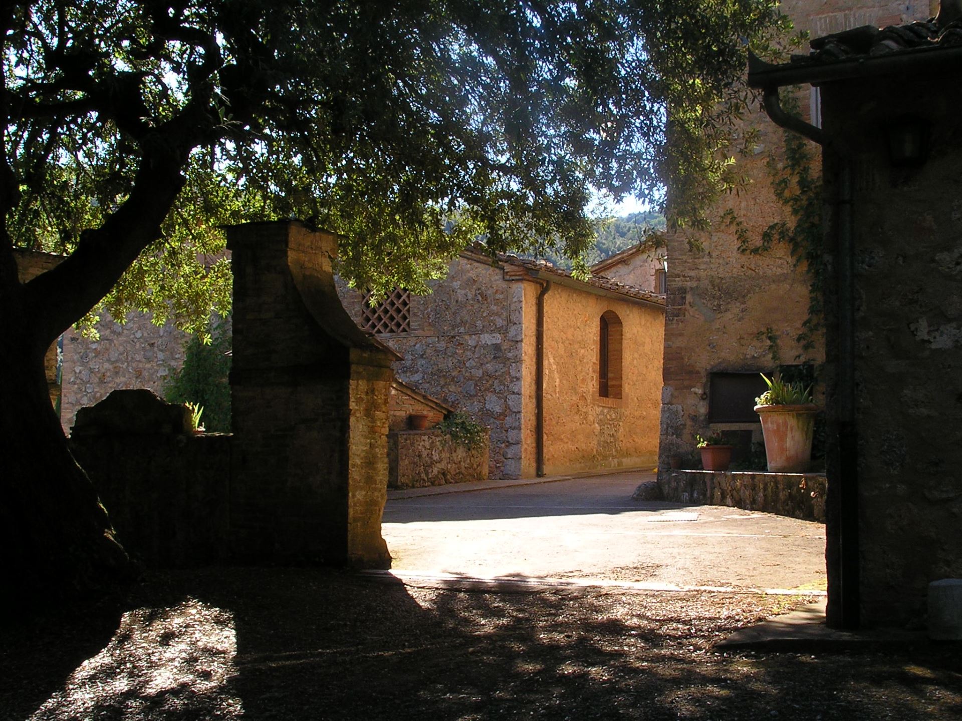 IL PERO DI CETINALE - AGRIFOGLIO