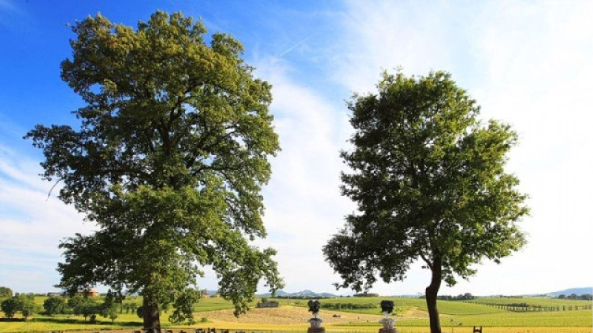 PODERE NOBILE - MAMMOLO