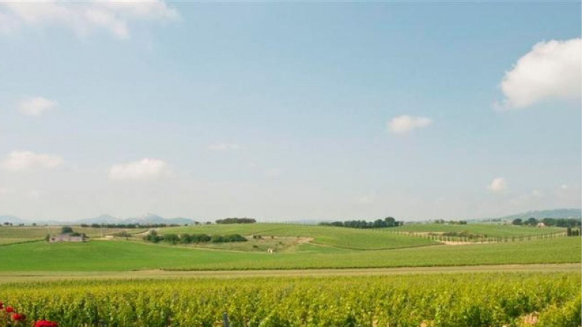 PODERE NOBILE - NOBILE