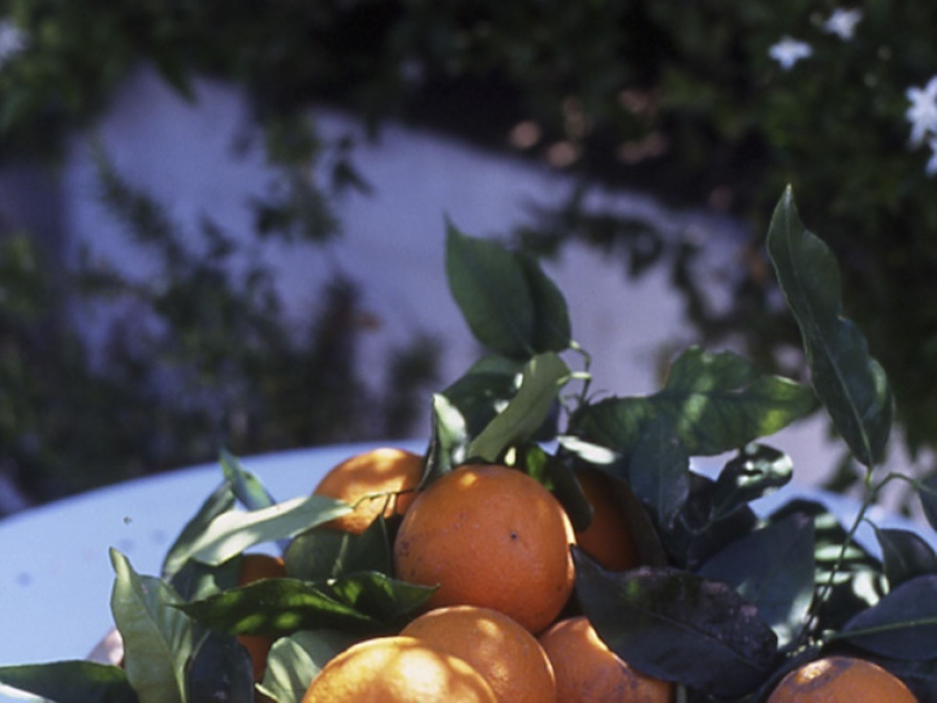 SAN TEODORO - TAROCCO