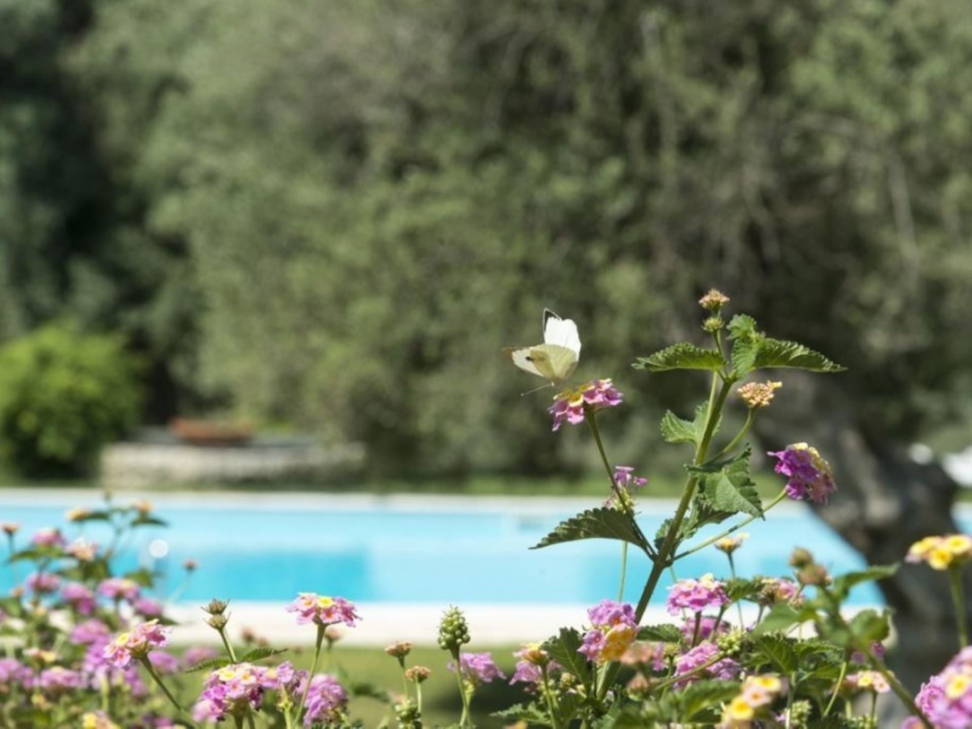 BORGO DEGLI ULIVI - GINESTRA