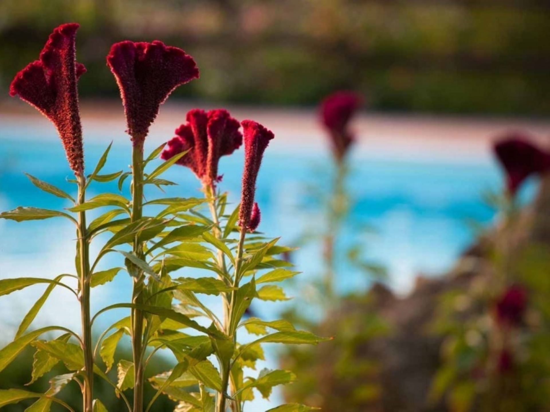 LE QUERCIOLE - LIMONE