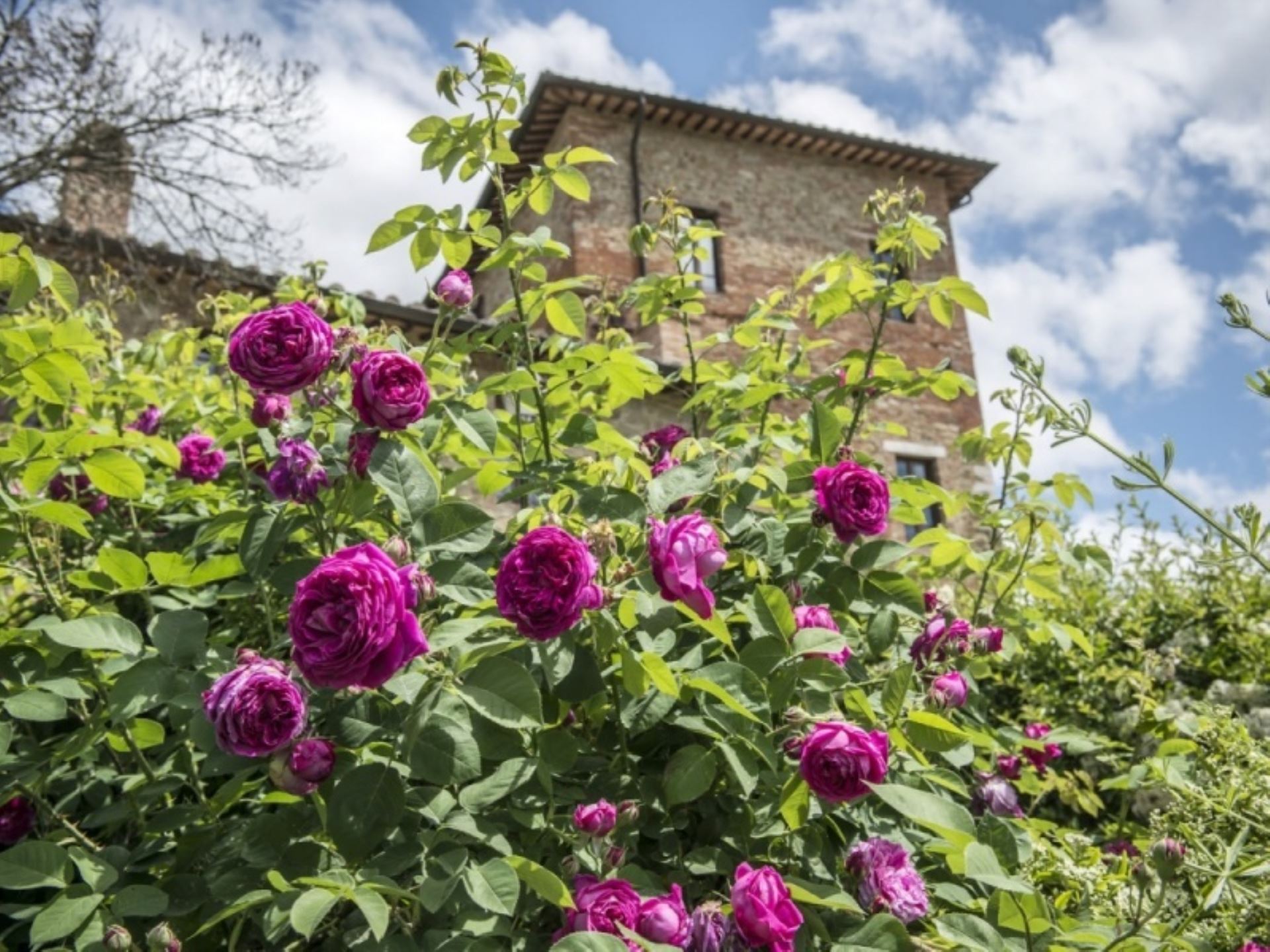 BORGO MONTICELLI - RAFFAELLO